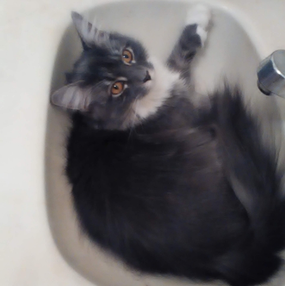 Meet your Posher, Nikki - Picture 3 of 13